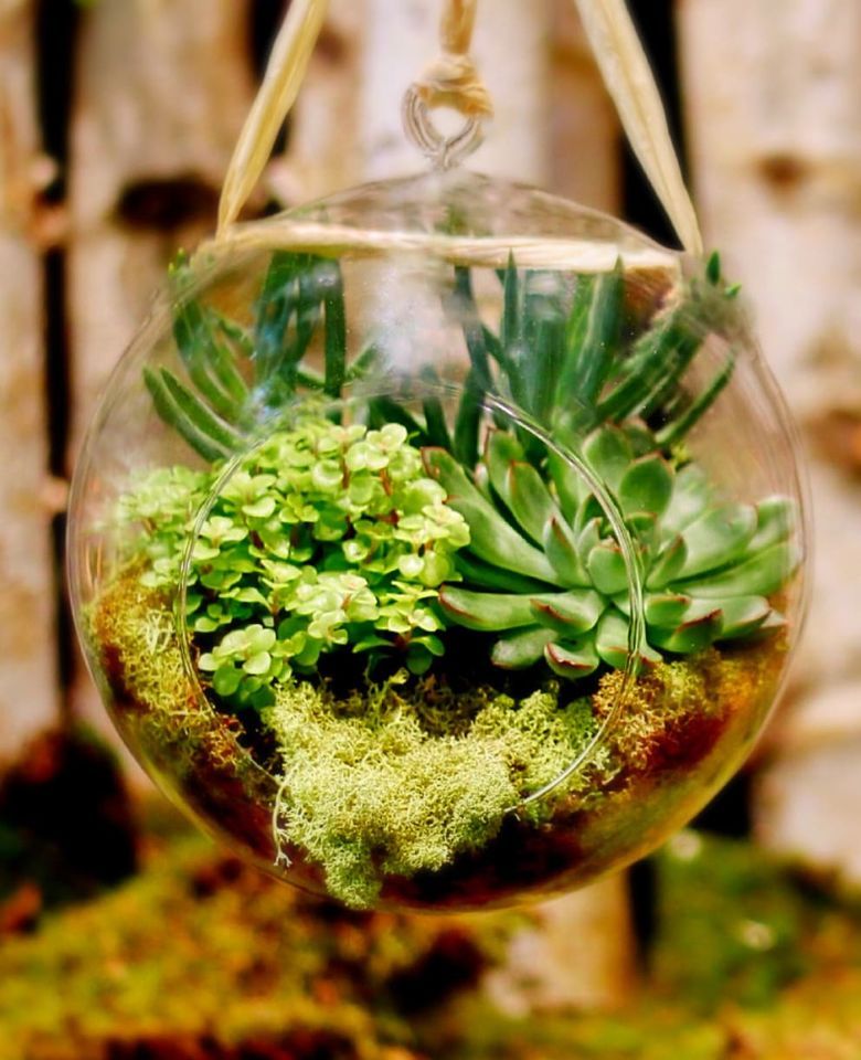 Hanging Green Terrarium at Times Ten Cellars - Dallas! 7 p.m.