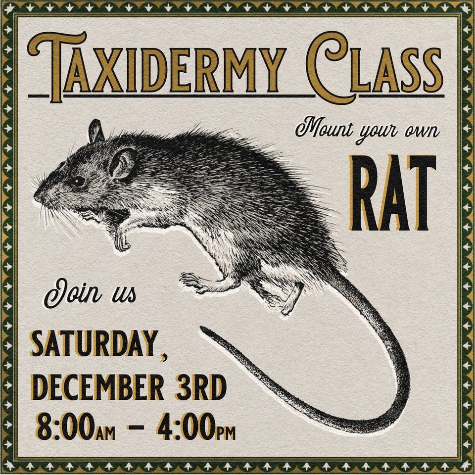 Taxidermy Rat Class