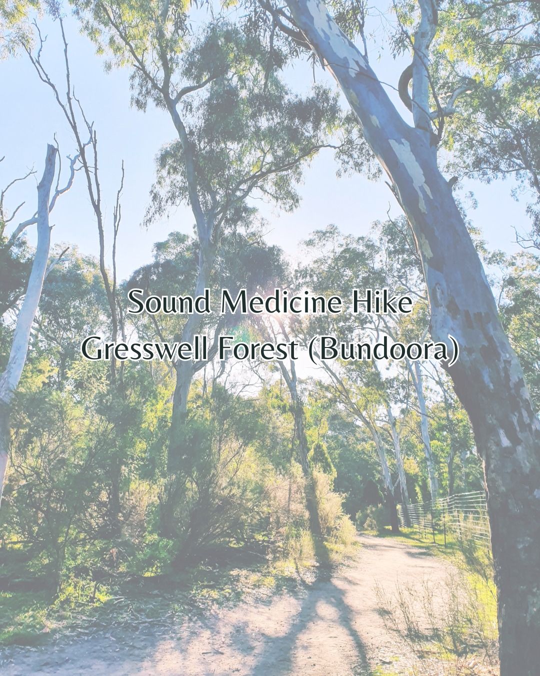 Sound Medicine Hike - Gresswell Forest (Bundoora)