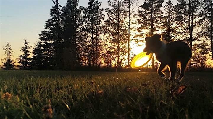 Training Class - Career Canines