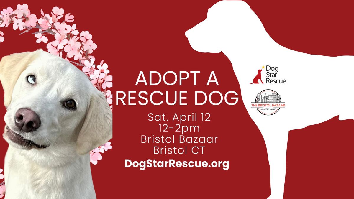 Adopt a Rescue Dog in Bristol CT