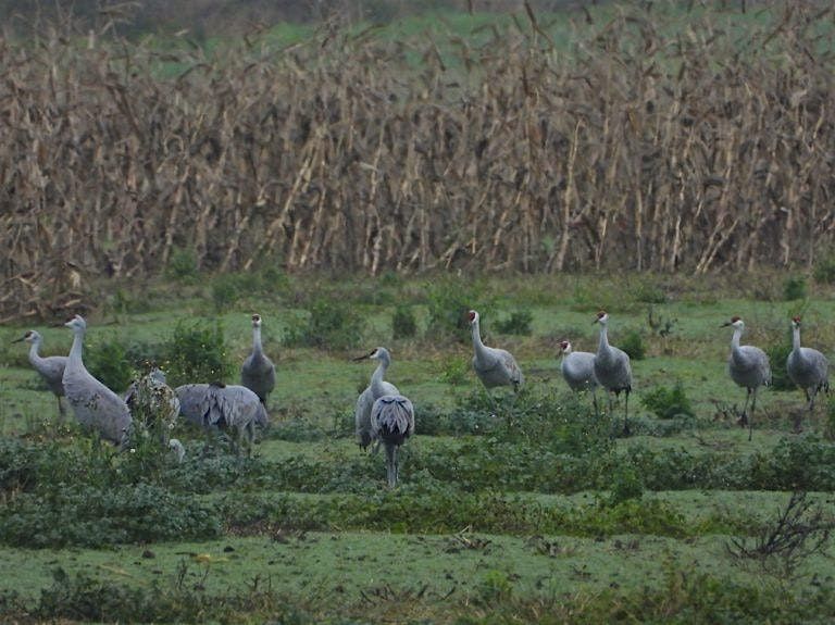 Winter 2026 EcoTeam: Skybound Stewardship Creating Habitats Birds Call Home