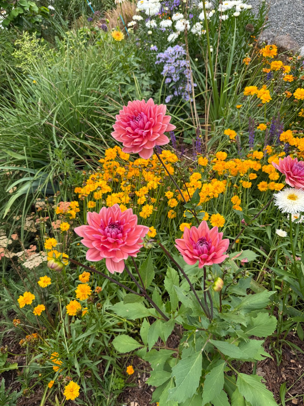 Mangakahia Gardening Club Dahlia Show 2025