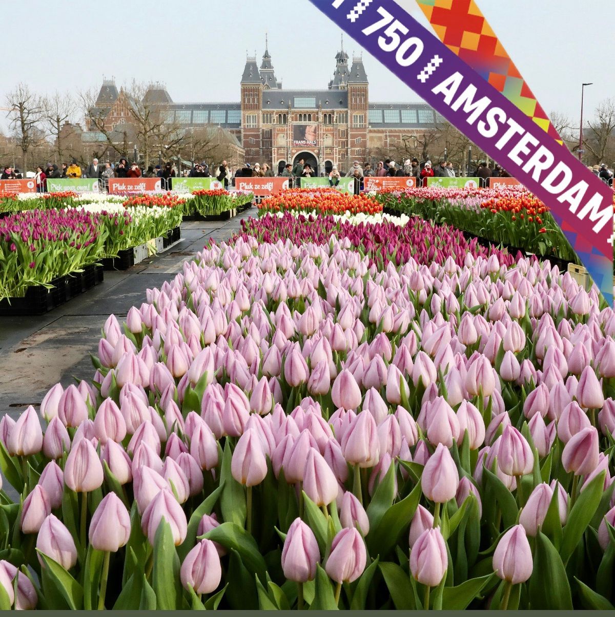 National Tulipday 2025 - The start of a new Tulipseason 