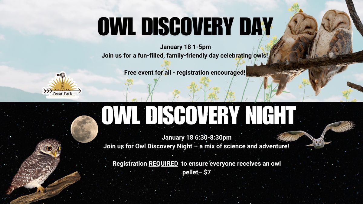 Owl Discover Day and Night