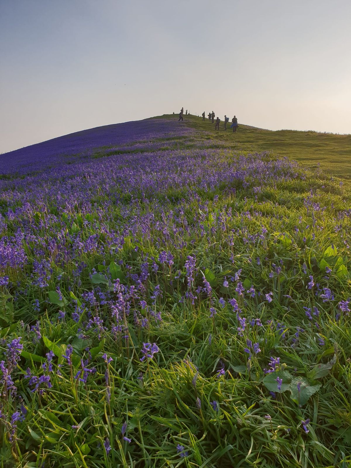 Uley 5 hills Bluebells and Sunset walk (5 miles) bring food for a picnic stop (26\/04\/25)