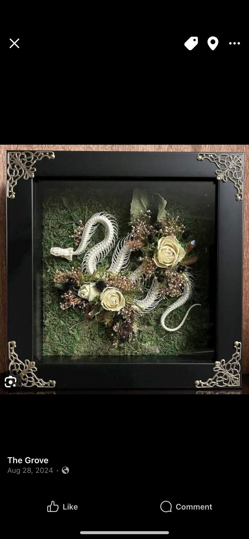 Snake shadow box $60pp