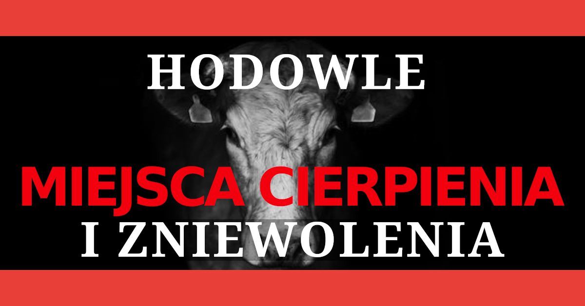 STOP Hodowlom! Protest przed XXXI Narodow\u0105 Wystaw\u0105 Zwierz\u0105t Hodowlanych