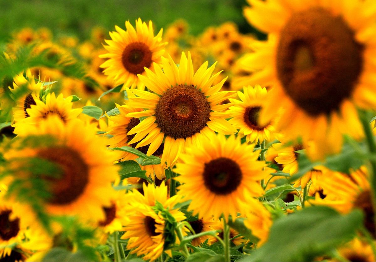 Sunflower Celebration