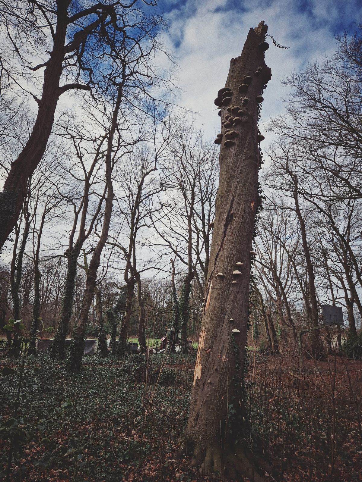 Paddenstoelenwandeling & -weetjes, met een heerlijke paddenstoelensoep (ism Padoo)