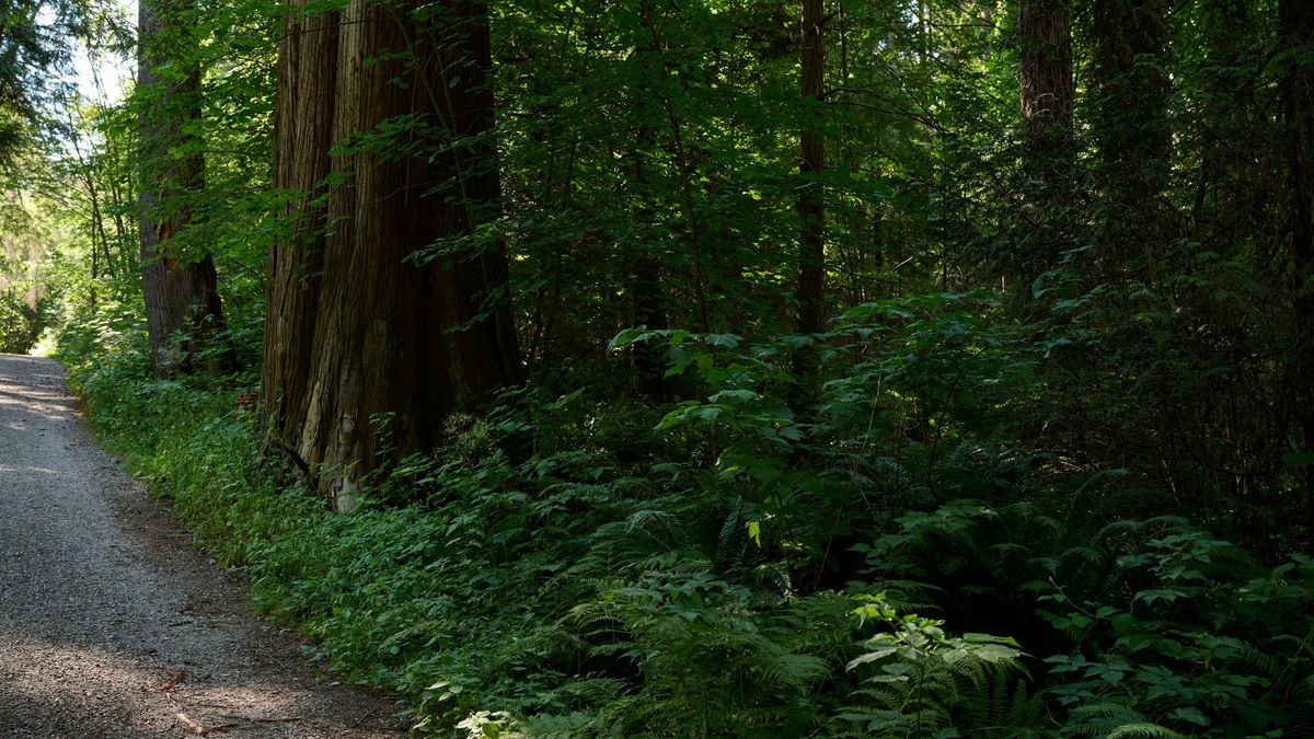 Vancouver Park Board Public Hearing on Stanley Park Logging