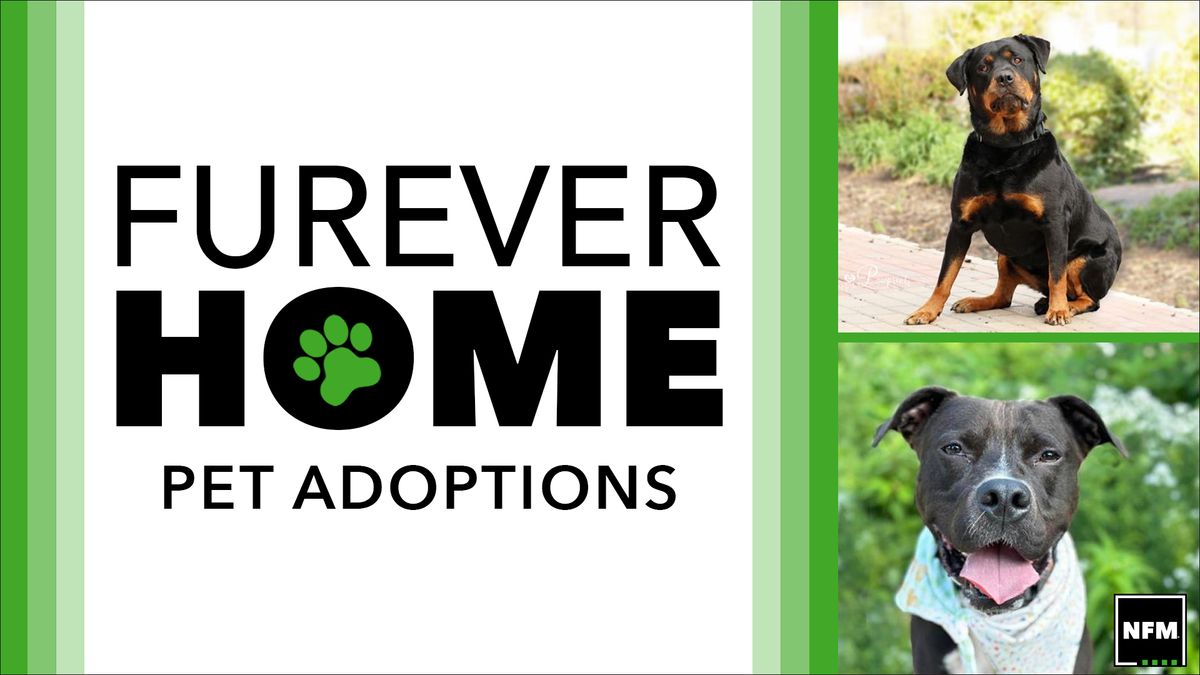 Furever Home Pet Adoptions - SNAFU Rescue