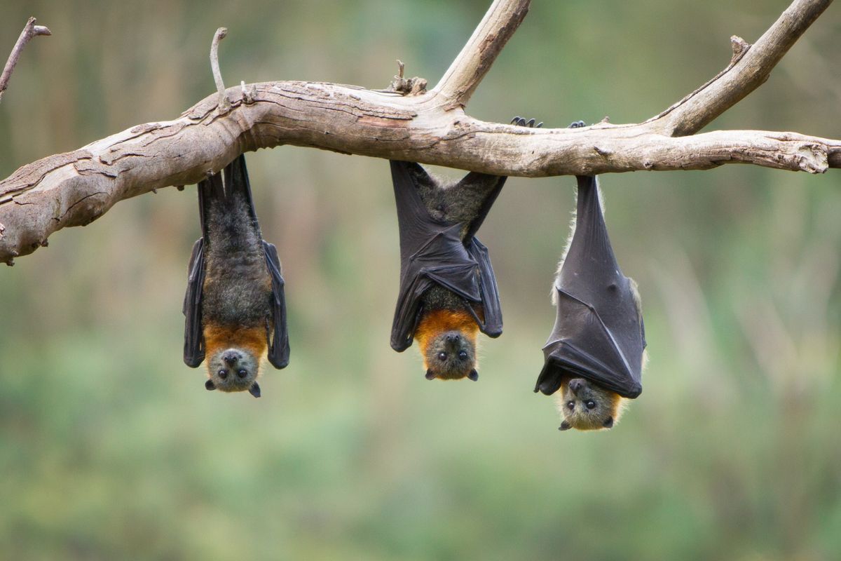 Bats with Bugs R Us