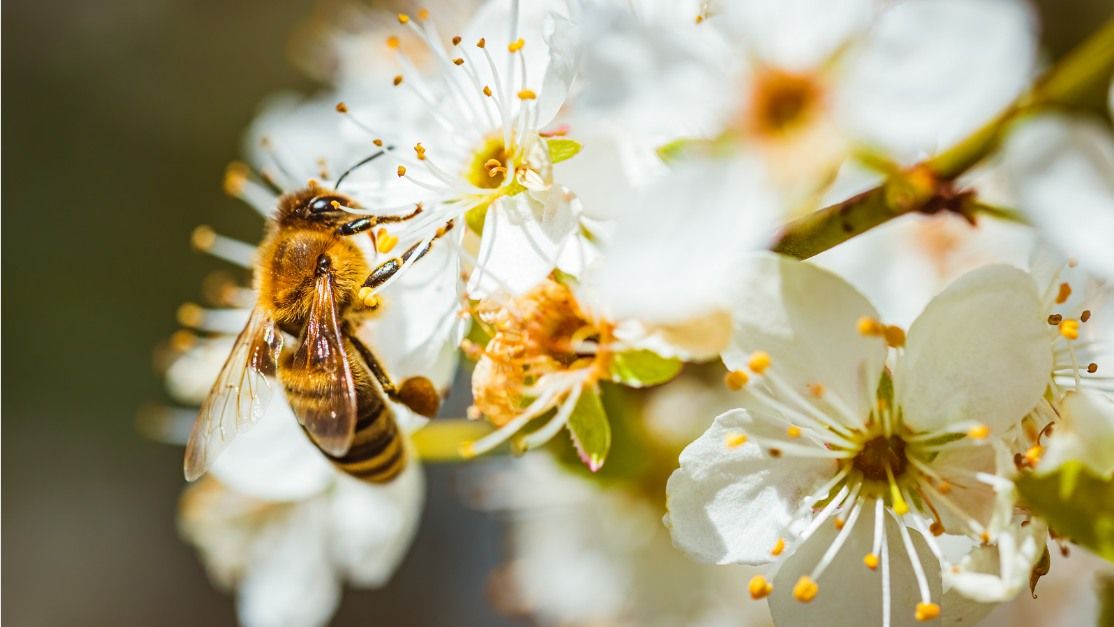 Native Plant Sale and Pollinator Fair