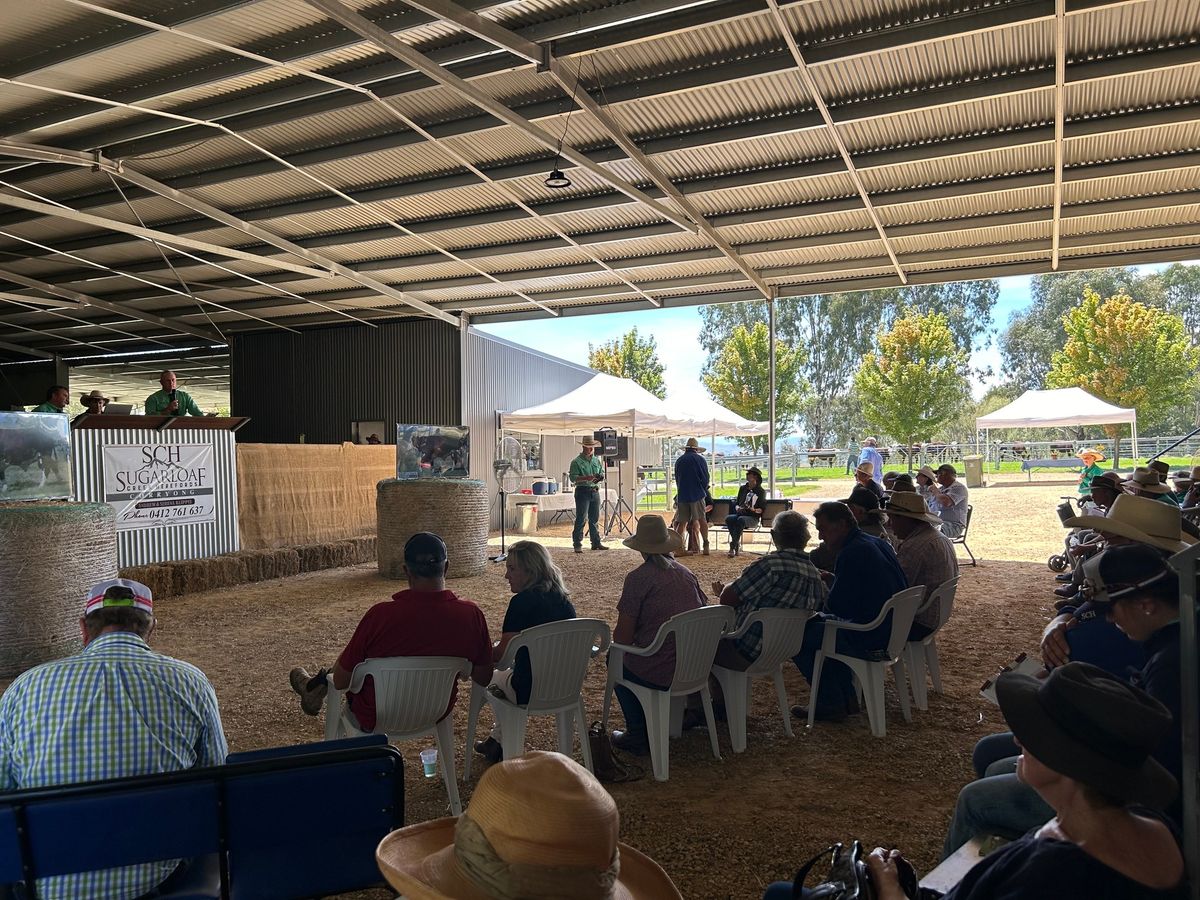 Sugarloaf Creek Herefords on Property Bull & Female Sale