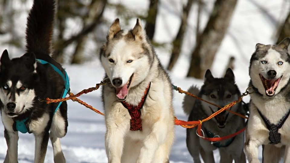 Meet the Sled Dogs 