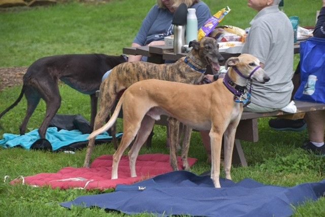 Greyhound MeetUp at 868