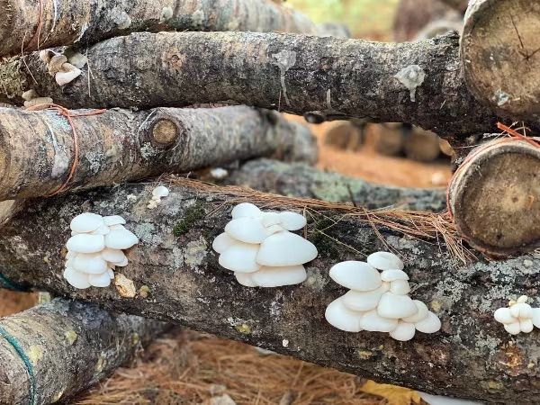 Growing Mushrooms on Logs Workshop