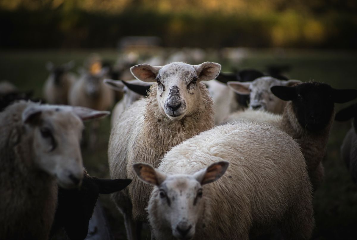 Pre-Lambing & Calving Nutrition Meeting