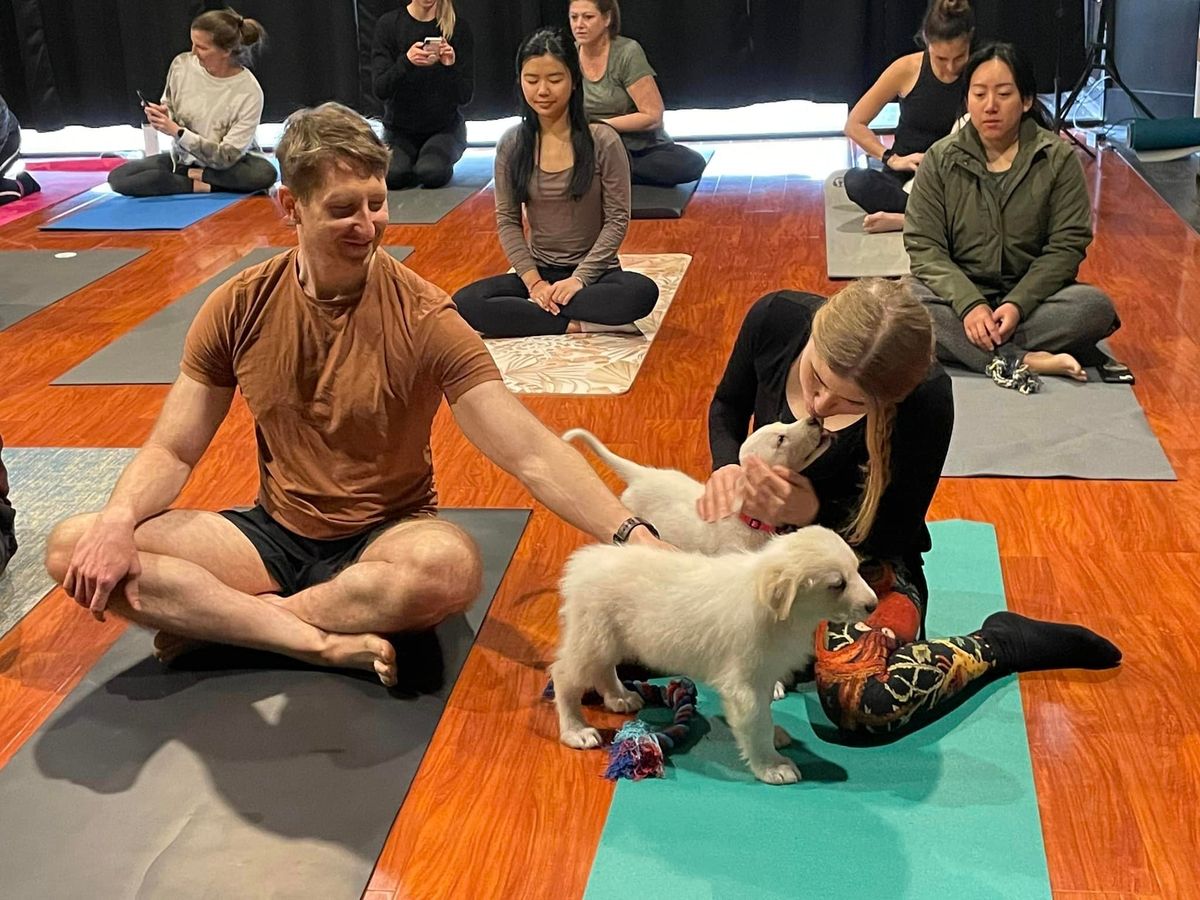 Pug Yoga Benefitting Pug Rescue of Austin