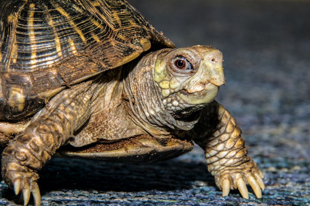 Meet our Animals: Reptile Jeopardy!