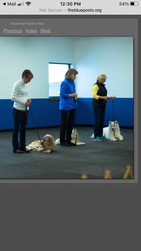 AKC Rally and Obedience Trials