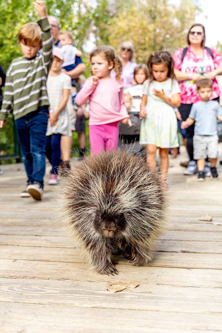 Animal Parade 