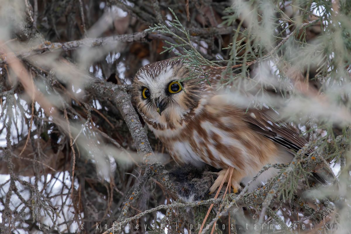 Town Bound Birding: Tower Street Open Space