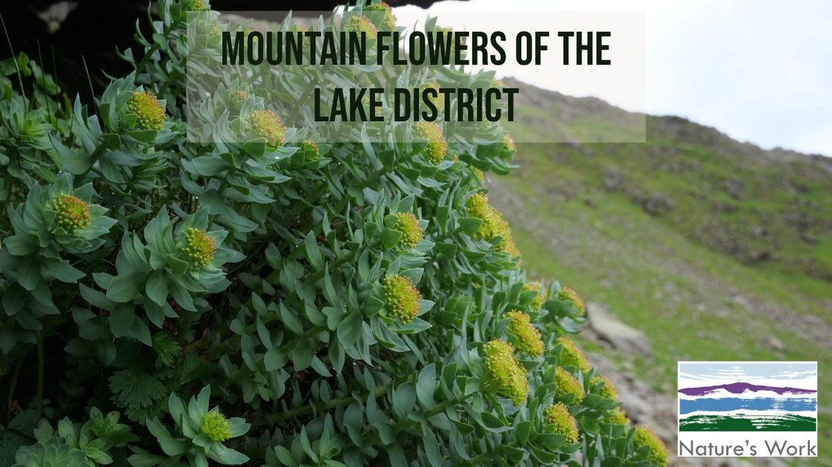 Mountain flowers of the Lake District