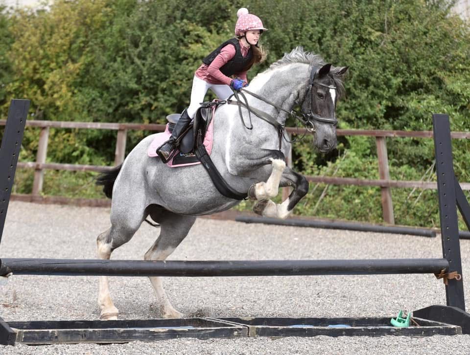 Show jumping and Dressage