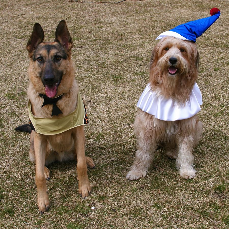 Howl-O-Ween Pet Parade