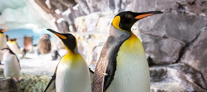 \ud83d\udc27\u2728 Exclusive VIP Penguin Experience at SeaWorld Getaway Deal Orlando \ud83c\udf0a\ud83c\udf1f $499 Per Couple \ud83d\udc91 