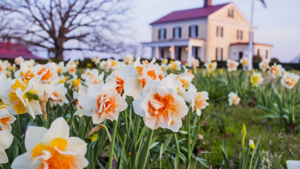 Experience Daffodil Hill at P. Allen Smith's Moss Mountain Farm: A Guided Tour & Farm-to-Table Lunch