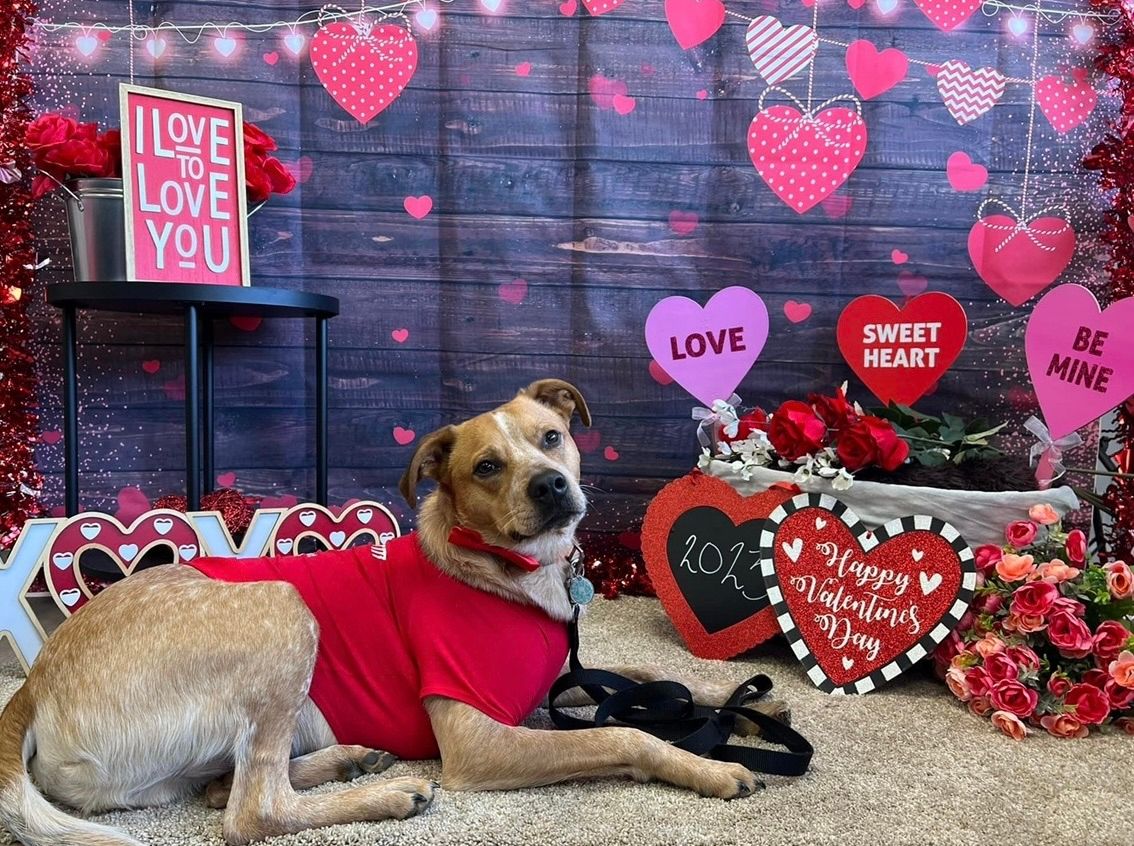 Valentines \ud83d\udc9d Day Pet Photo Booth at Bosco\u2019s 