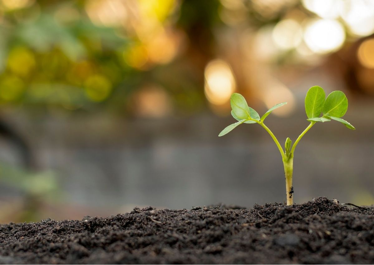 Permacultuur in de moestuin - Kiemplantjes herkennen - wieden of niet?