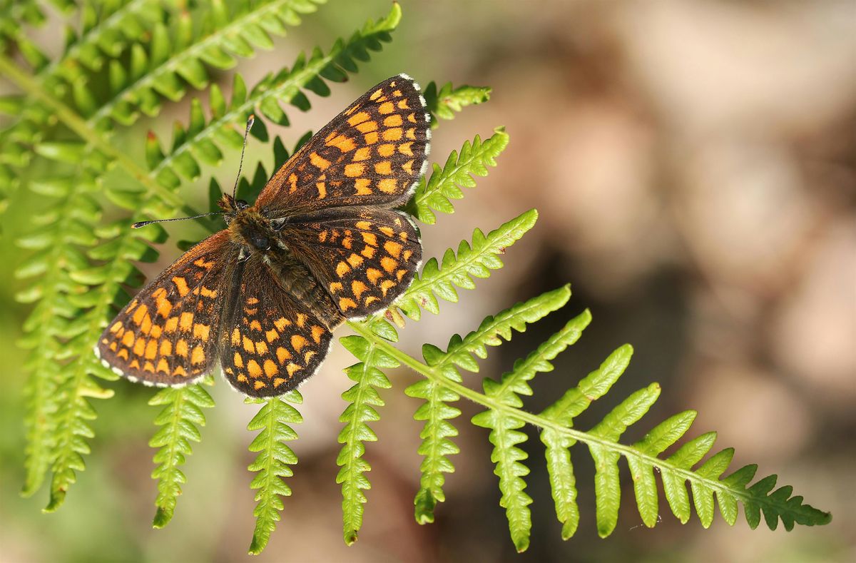 Belfairs Butterfly Walk, Talk & ID for Adults