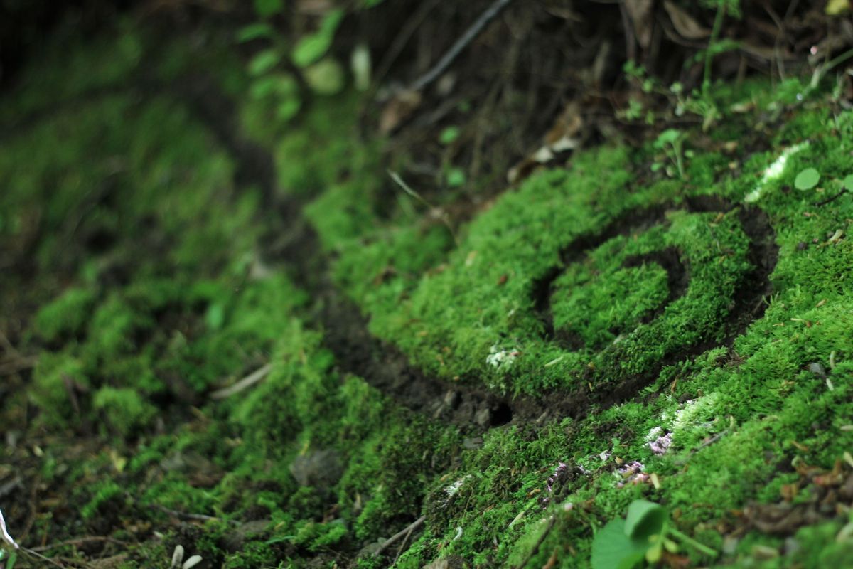 Toes in the Moss Support Group