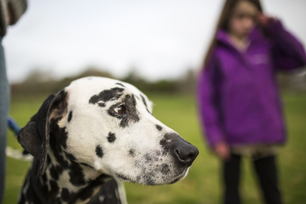 Monthly dog walk at Sandilands