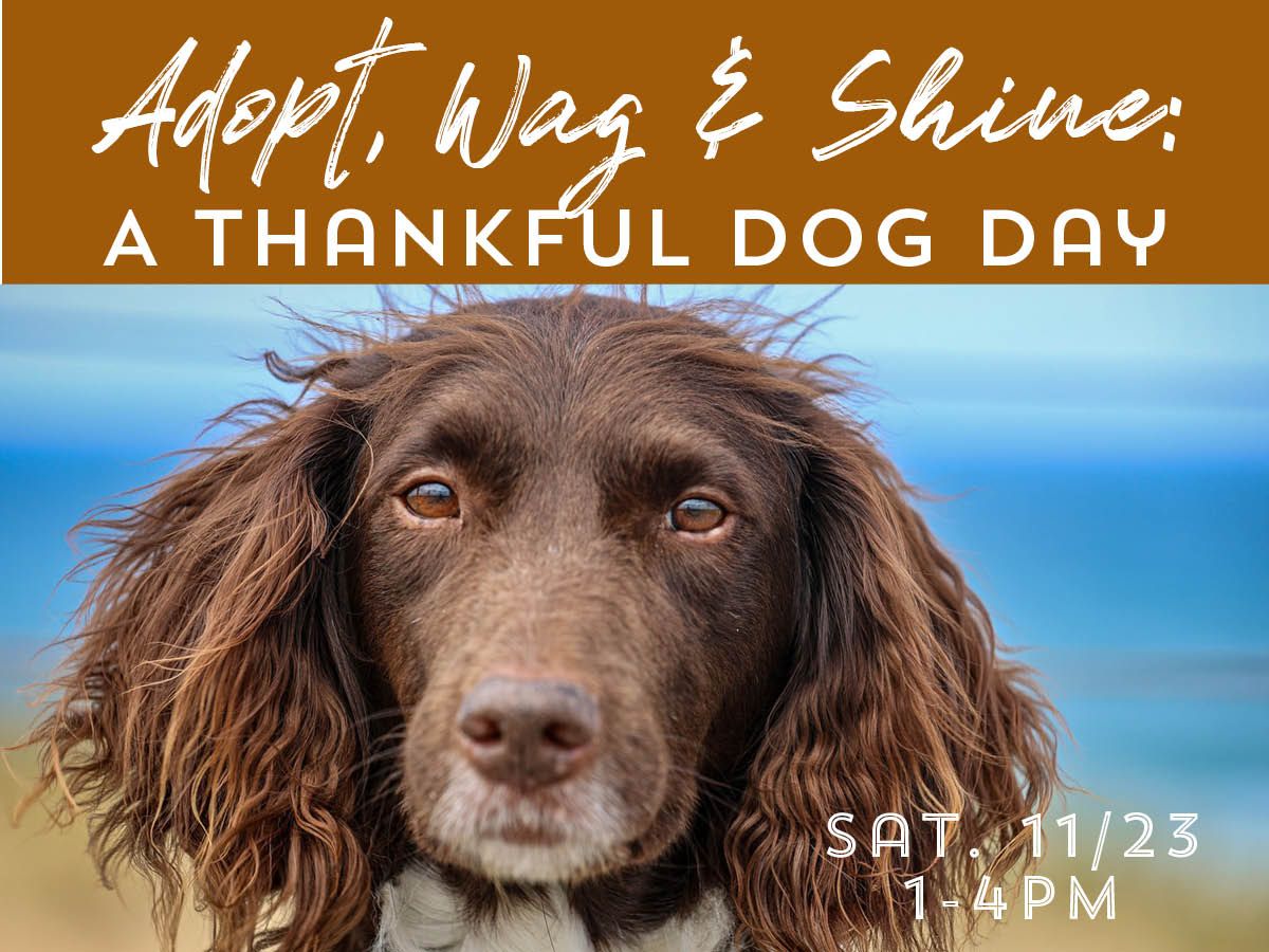 Adopt, Wag & Shine: A Thankful Dog Day