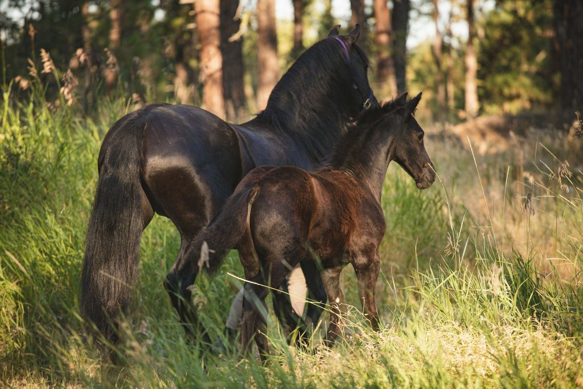 Washington State Friesian Keuring 