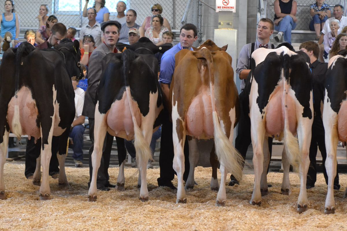 Fond du Lac Co. Holstein Futurity 25th Anniversary