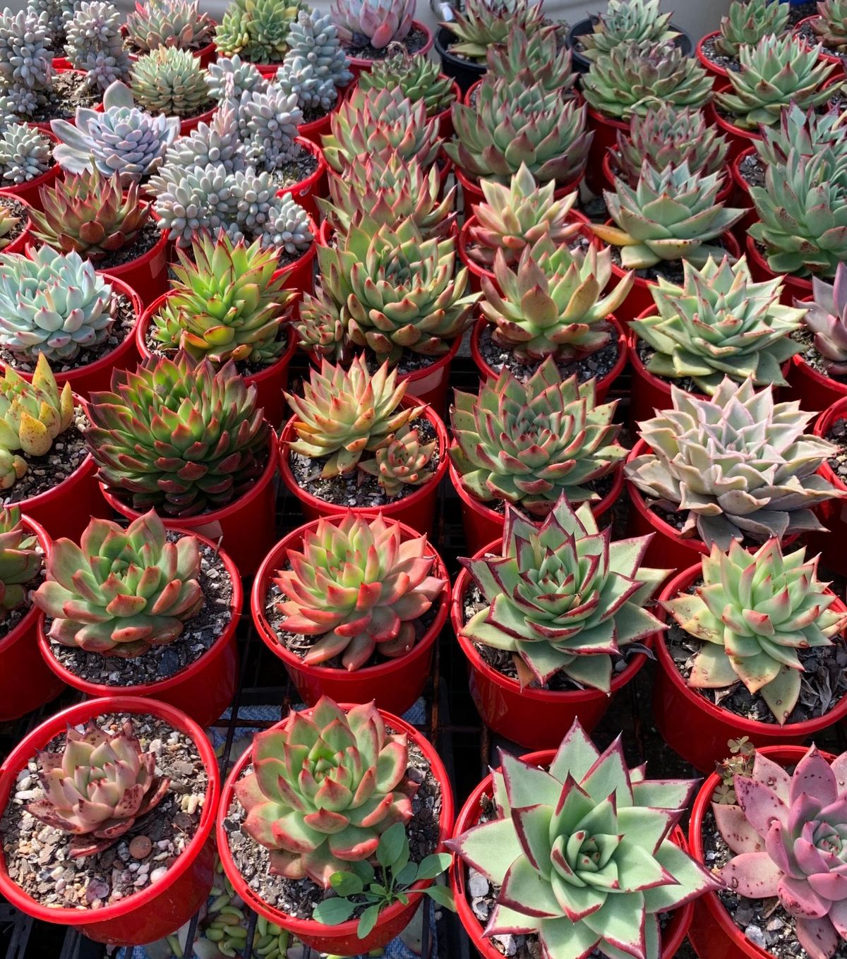 Combined succulent Backyard Sale in Boondall 