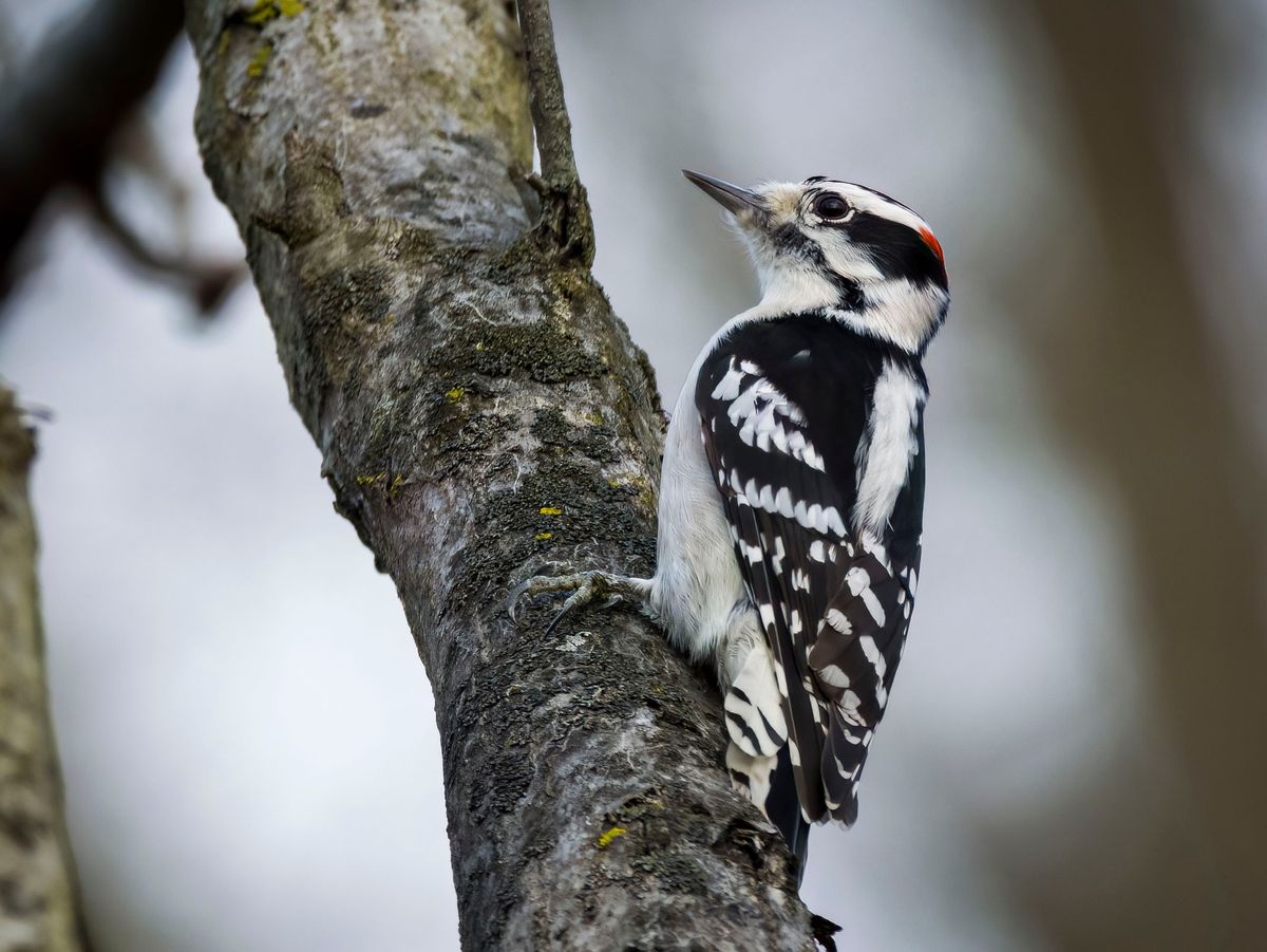 Second Saturday Bird Walk