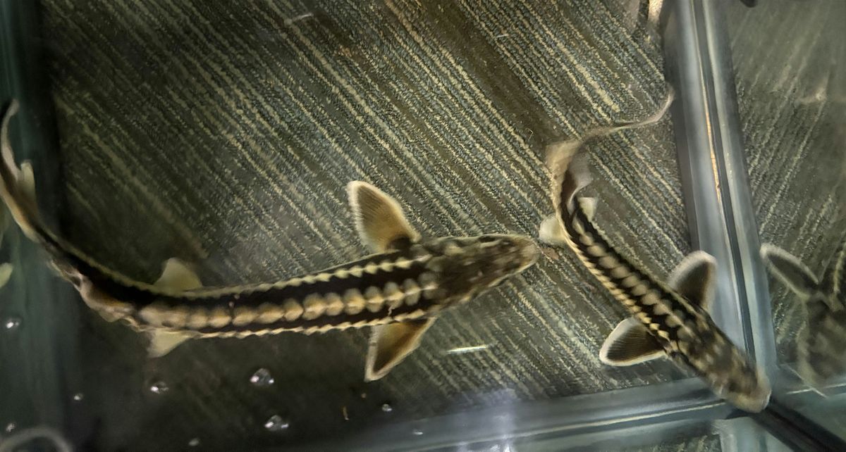 Accessible Adventures: Ancient Waterways