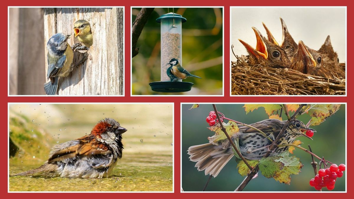 Helping Birds in the Garden