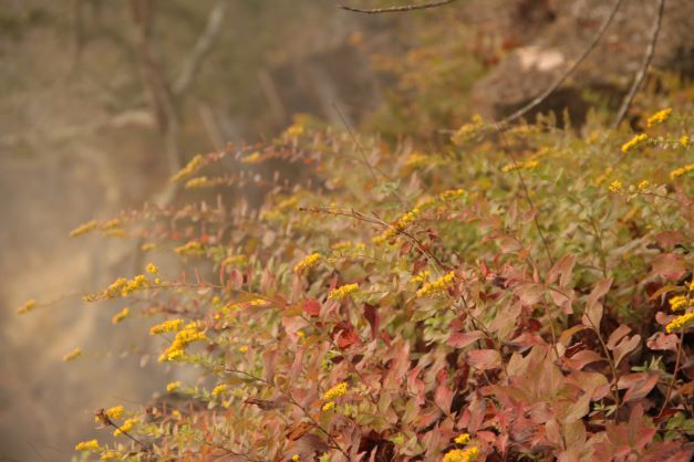 Watershed Natives Plant Sale