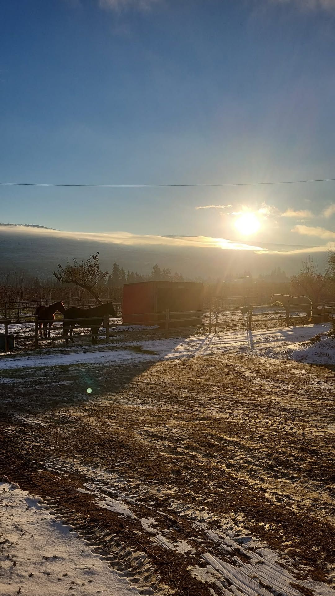 \ud83c\udf31Annual Spring Dressage Schooling Show 