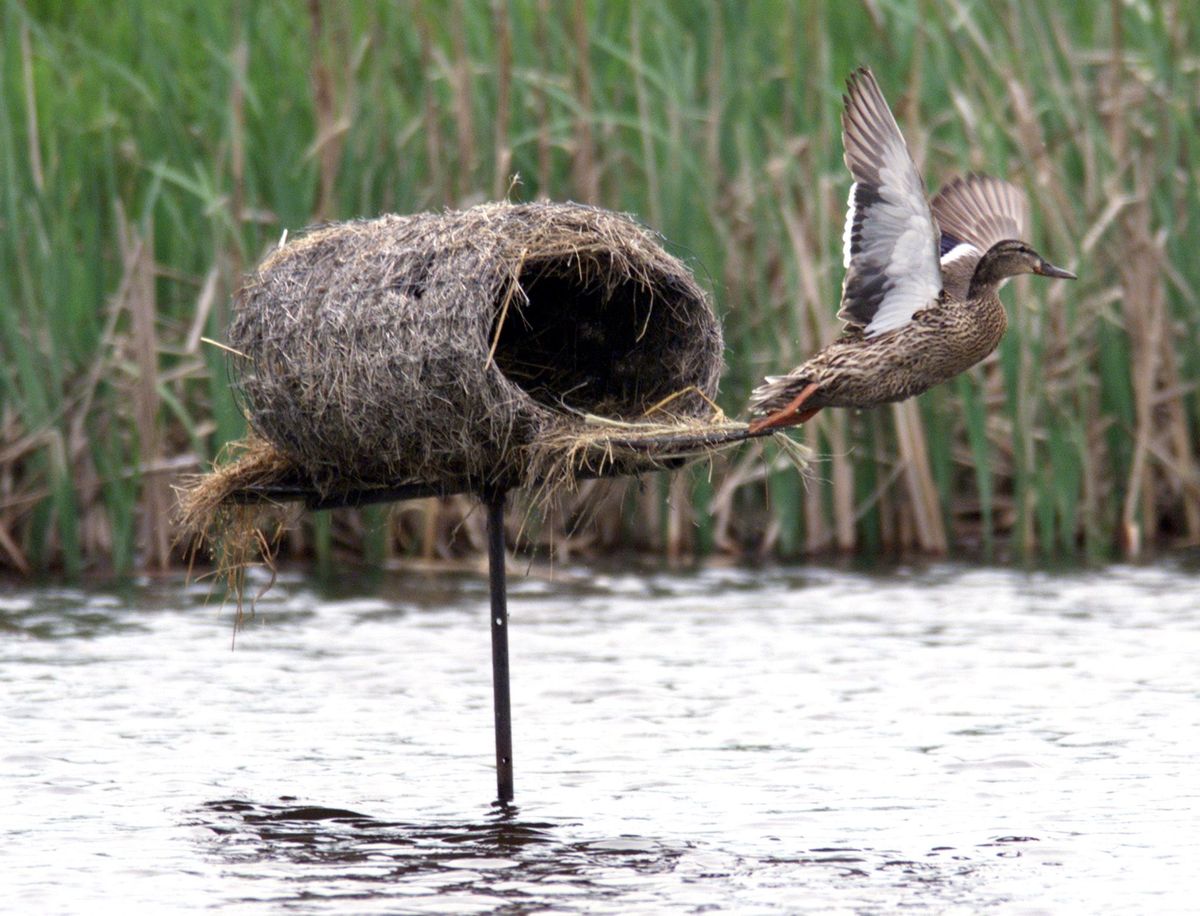 Delta Waterfowl Hen House \/ Duck Box Creation Event