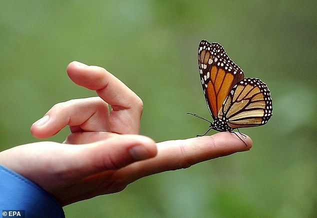 17th Annual Butterfly & Dove Release