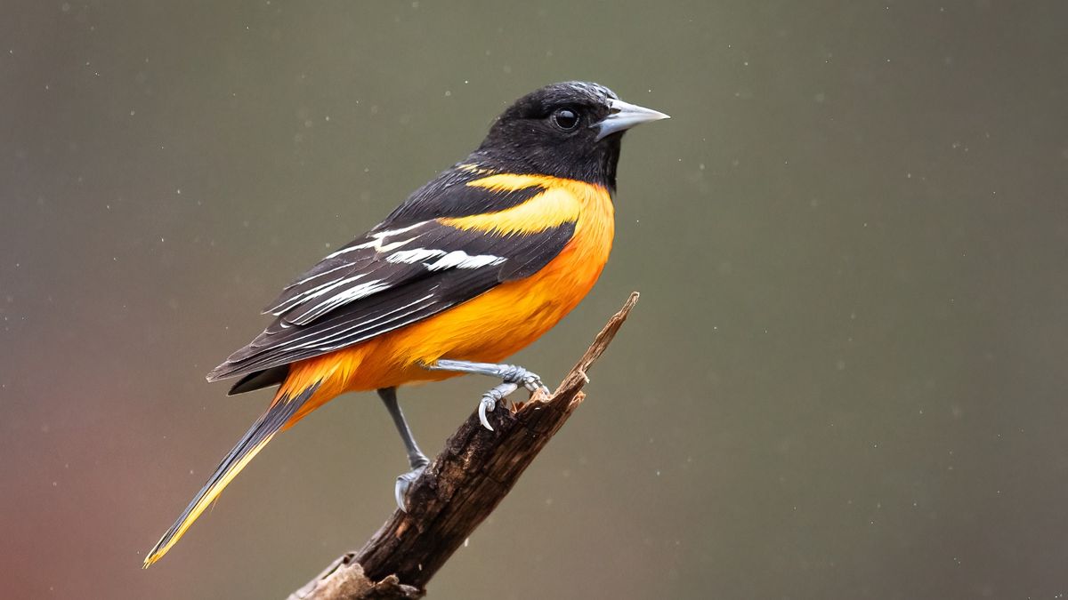 Fall Bird Migration Hike